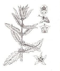 Зюзник европейский, трава зюзника - Lycopi herba (ранее: Herba Lycopi).  - Энциклопедия лекарственных растений