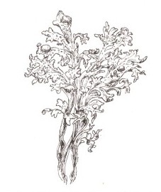 исландский мох - Cetrariae lichen (ранее: Lichen islandicus).,  - Энциклопедия лекарственных растений