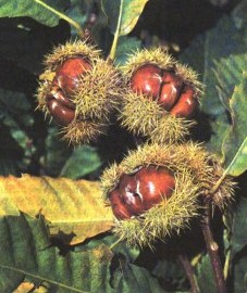Каштан посевной, или благородныйя, листья каштана - Castaneae folium (ранее: Folia Castaneae).  - Энциклопедия лекарственных растений