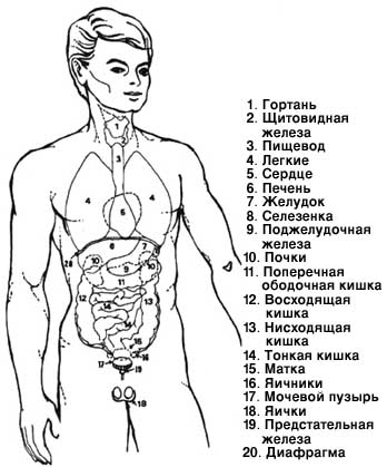 Цена органов мужчины. Схема внутренних органов. Расположение органов у человека. Схема размещения внутренних органов.